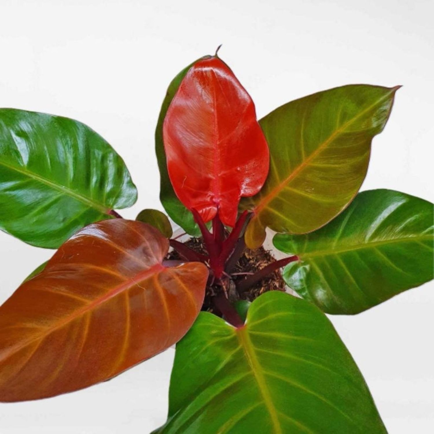 Cây đế vương đỏ - Philodendron erubescens