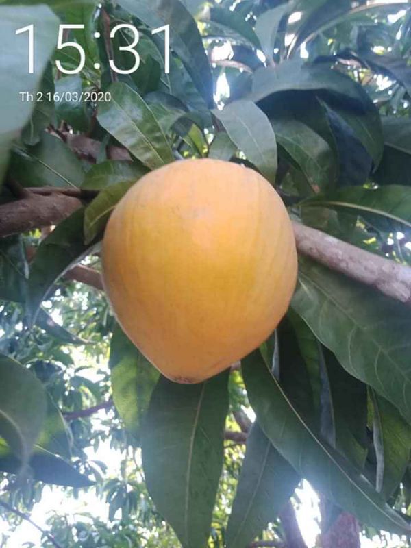 cây lêkima Thái cho trái quanh năm