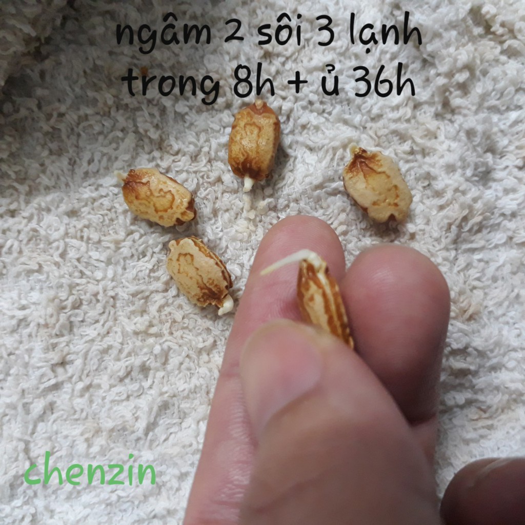 [Gói 10 hạt] Hạt giống Khổ qua F1 (mướp đắng)