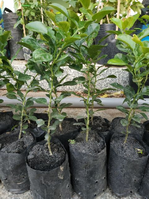 Cây giống Cây Chúc (chanh thái) - CayGiongTot