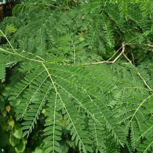 HẠT CÂY KEO DẬU CÂY BÌNH LINH - GÓI 10 GRAM