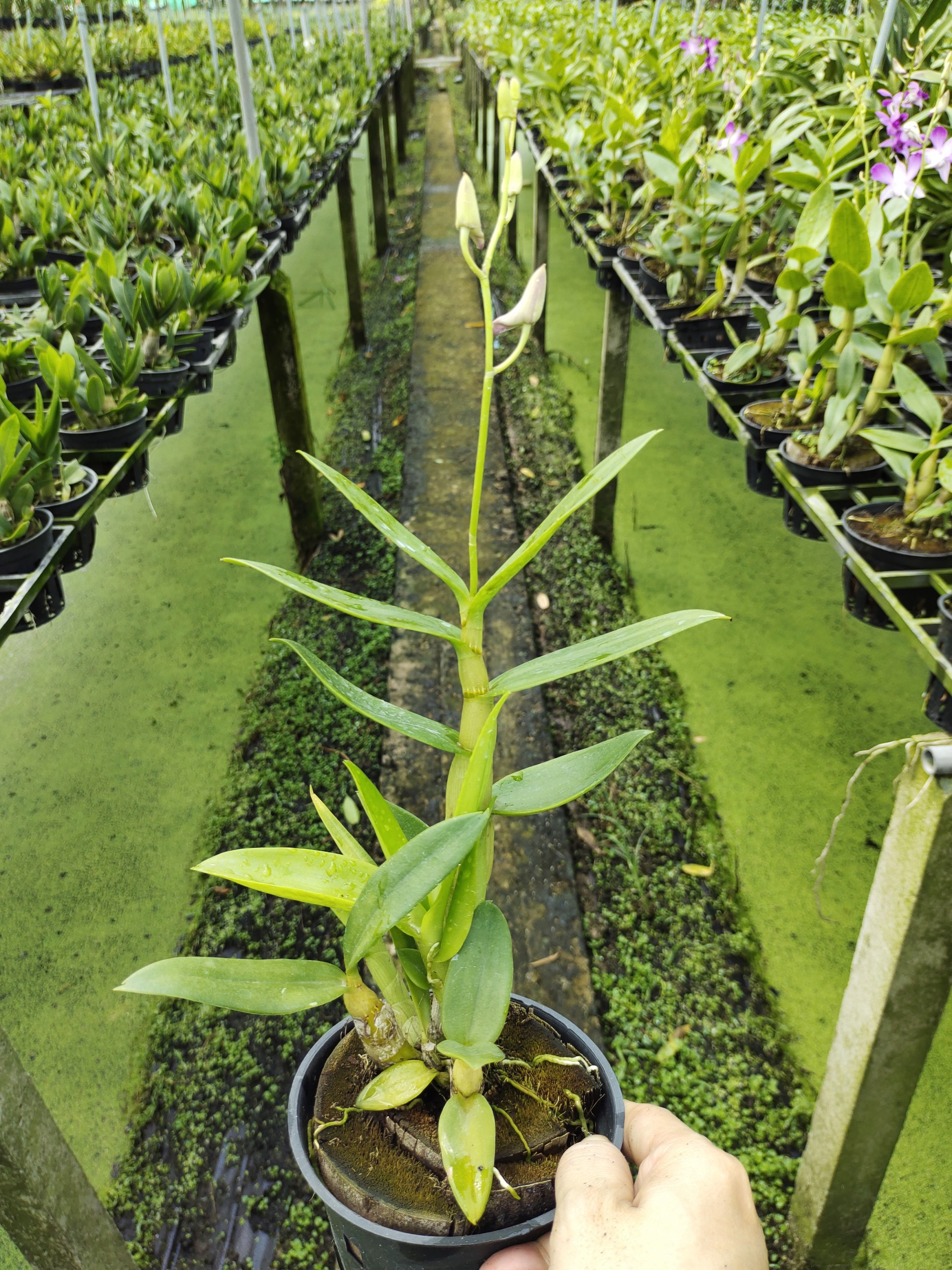 Dendro nắng tia chớp chuồn (5% xổ chớp giá trị cao)