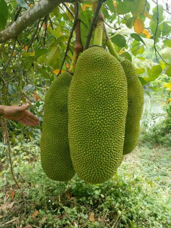 CÂY GIỐNG Mít Trái Dài Malaysia nhập khẩu