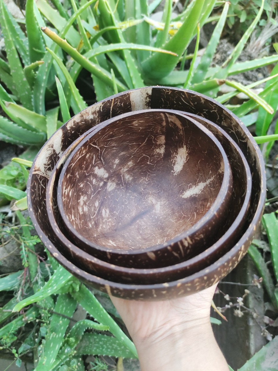 Chén Gáo Dừa - Coconut Bowl