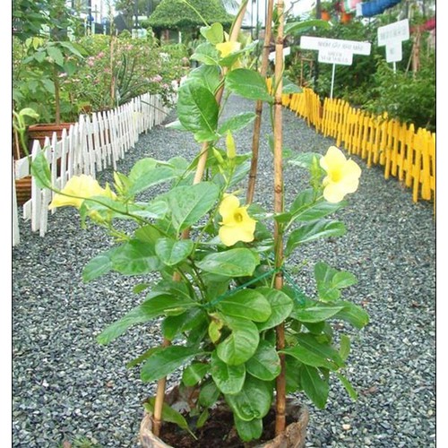 Cây Huỳnh Anh - Cây cảnh sân vườn