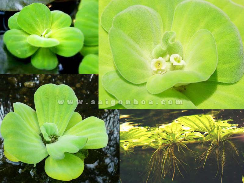 bèo cái lơn to đại (bèo tai tượng) thủy sinh