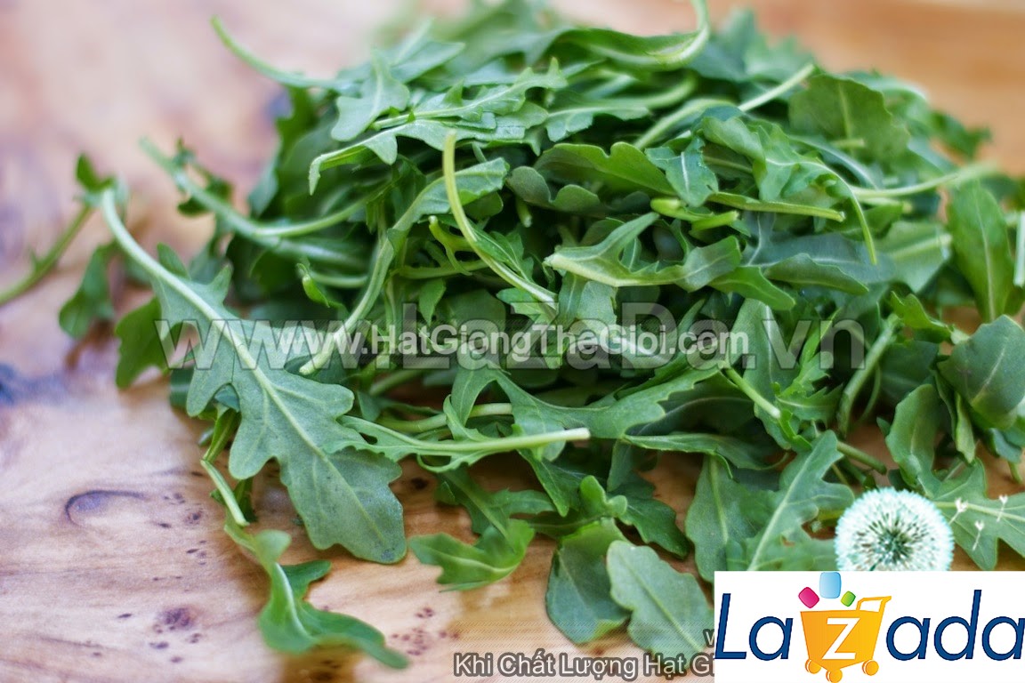 1000h Hạt Giống Arugula Rocket Lá Chẻ Pro (B1.303| C19*W50*M248)