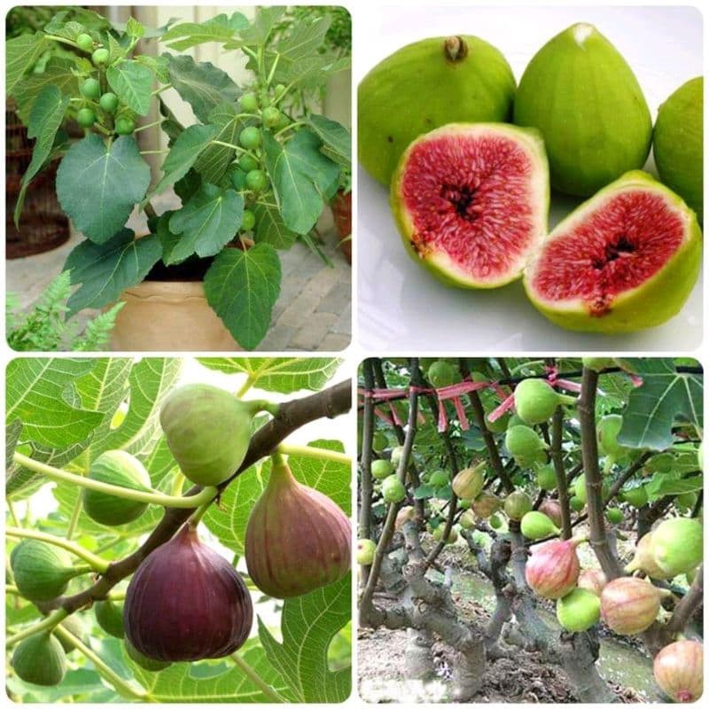Hạt giống sung mỹ ngọt gói 10 hạt