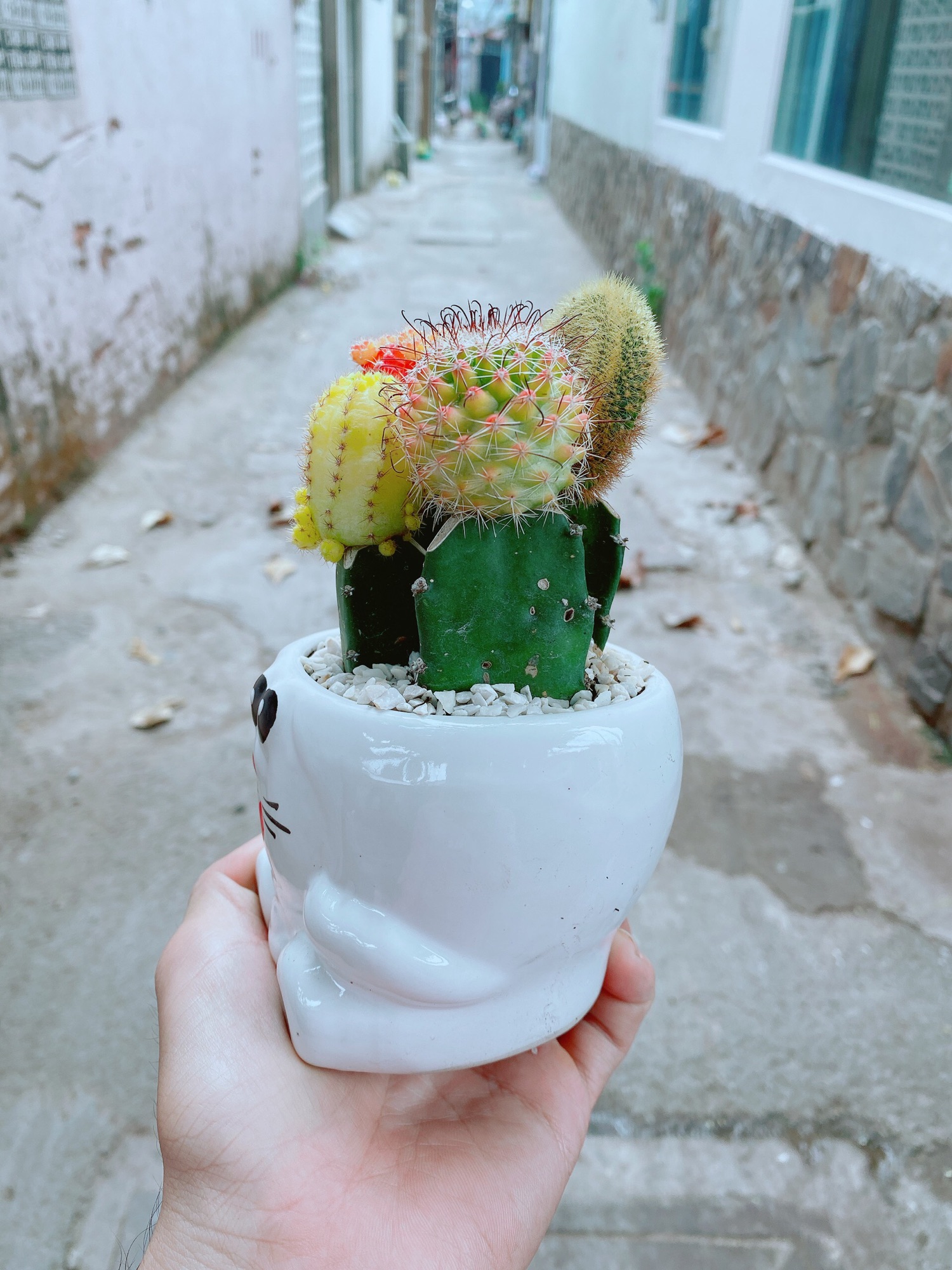 Chậu xương rồng tiểu cảnh