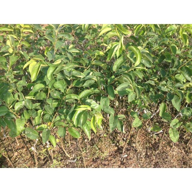 Cây Lê Nâu Hàn Quốc(Mắc Cọp)