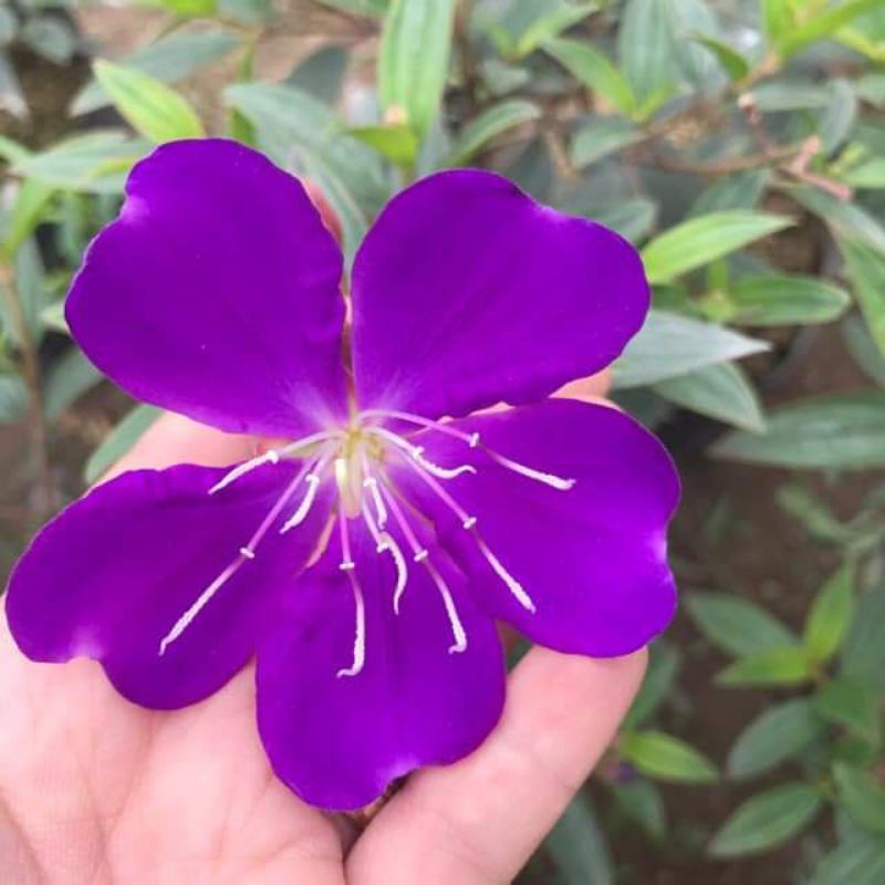 Cây giống sim thái hoa quanh năm