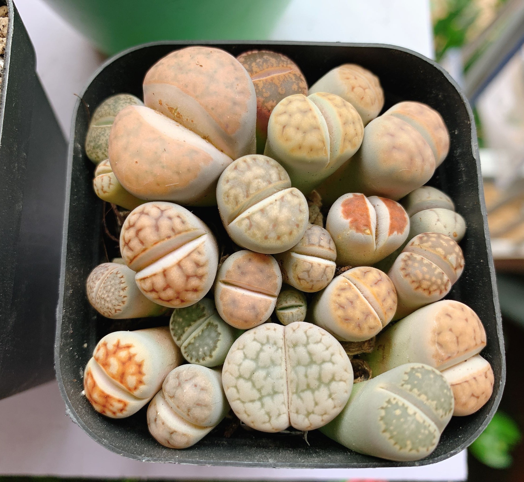 Chậu cây sen đá mông , lithops , thạch lan 1 năm tuổi