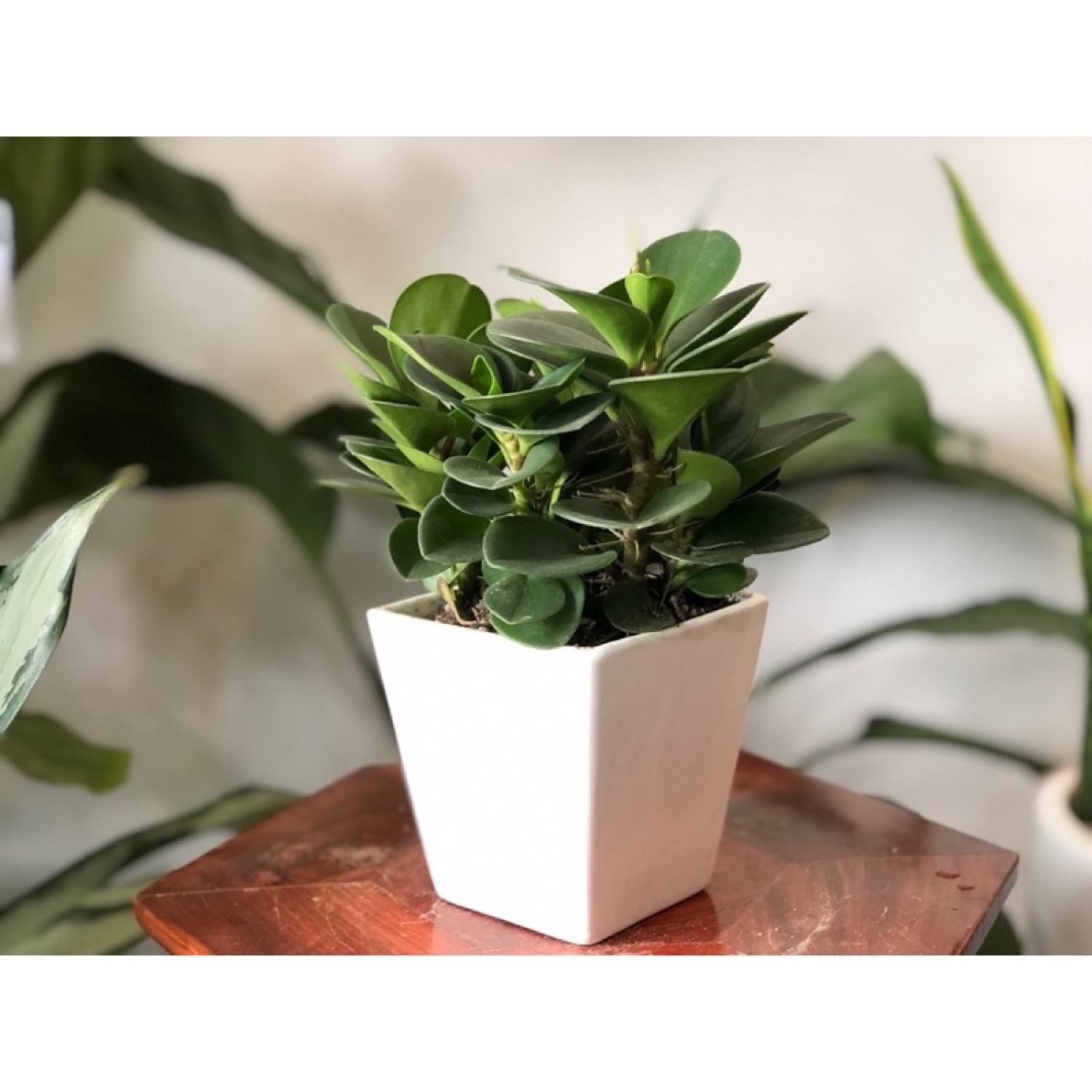 Cây trường sinh để bàn
