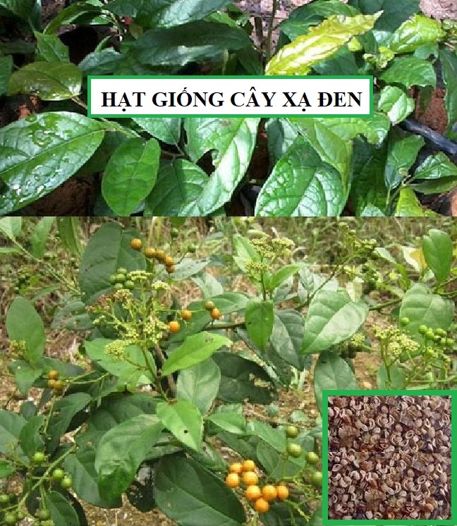 Hạt Giống Cây Xạ Đen - ( Cây dược liêu- 50hạt )