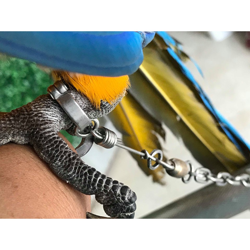 Xích chân vẹt macaw - cockatoo