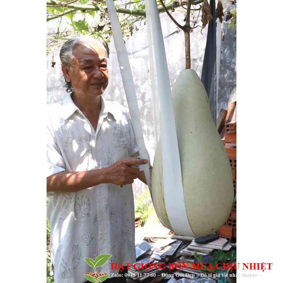 240A Hạt Giống Bầu Siêu To, Khổng Lồ  Nặng Từ 15-30 Kg Gói 5 Hạt