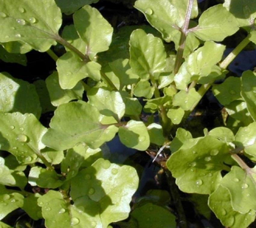Hạt giống Xà Lách XOONG MỸ