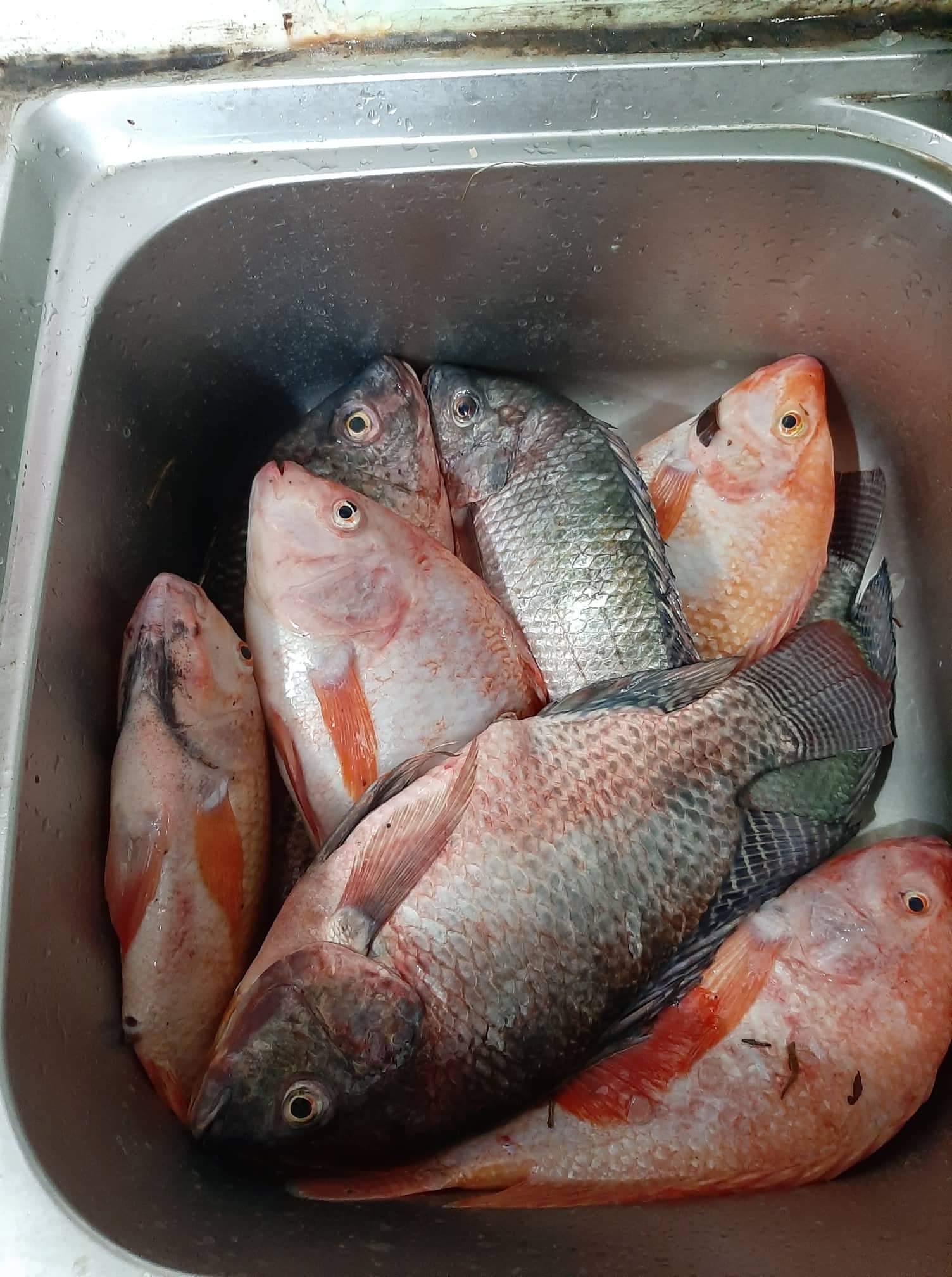 1KG MỒI RÔ PHI-MỒI CHUYÊN RÔ PHI-1KG/GÓI