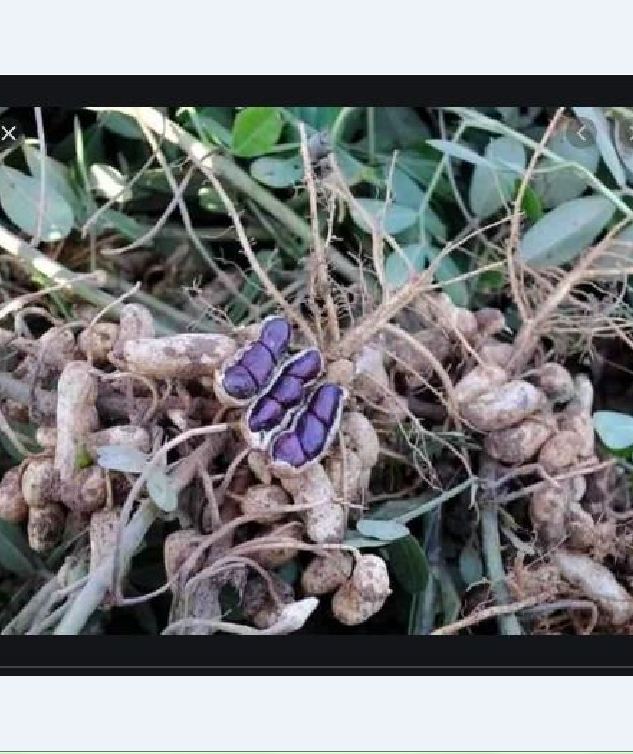 Hạt giống lạc đen kokuma - 15gr/gói