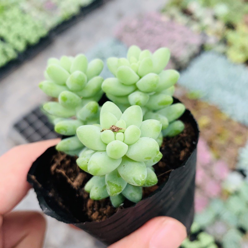 SEN ĐÁ CHUỖI NGỌC BI SIZE BÉ SIÊU ĐẸP LỖI 1 ĐỔI 1
