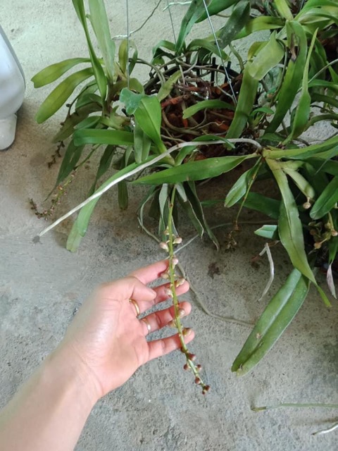 Phong lan quế tháng 4 Điện Biên (giò)