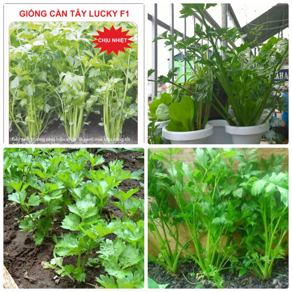 Combo 2 gói rau cần tây ( 1 gói cần tây đỏ + 1 gói cần tây xanh )