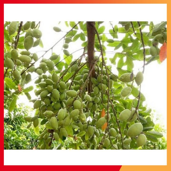 Cây giống cà na thái - cây giống cà na thái dễ trồng , dễ chăm sóc
