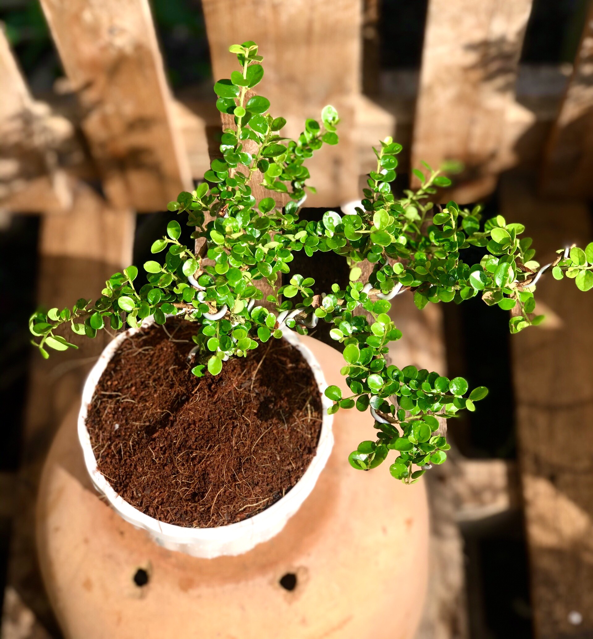 Chậu tra Phúc Kiến Bonsai