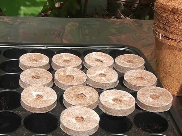 Bộ 20 Viên Nén Sơ Dừa Ươm Cây - Phân Bón