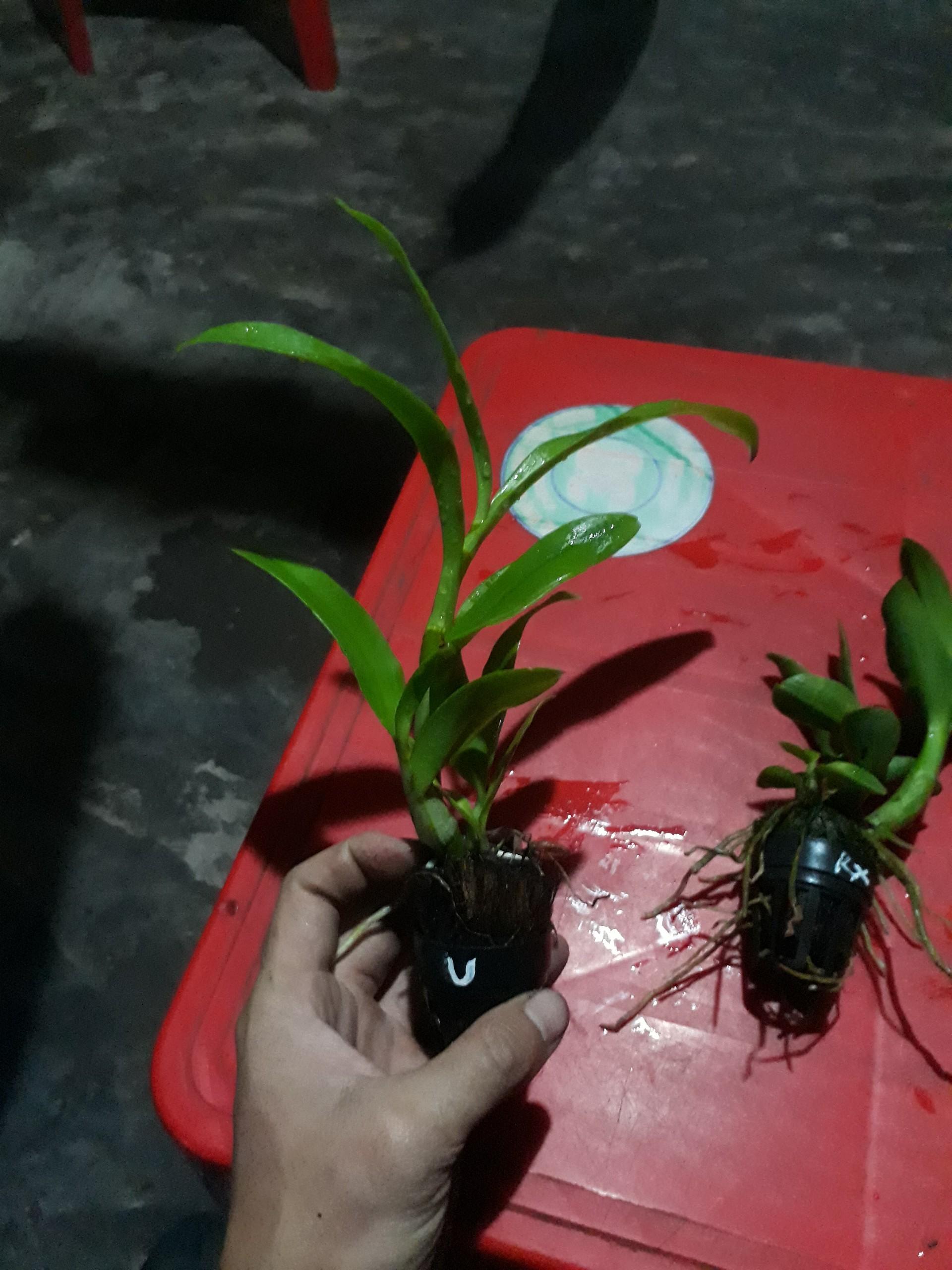 combo 5 loại lan denro nắng giống