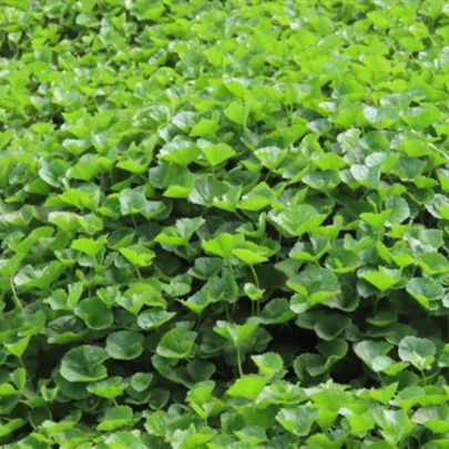 [HCM]Hạt giống rau má lá nhỏ