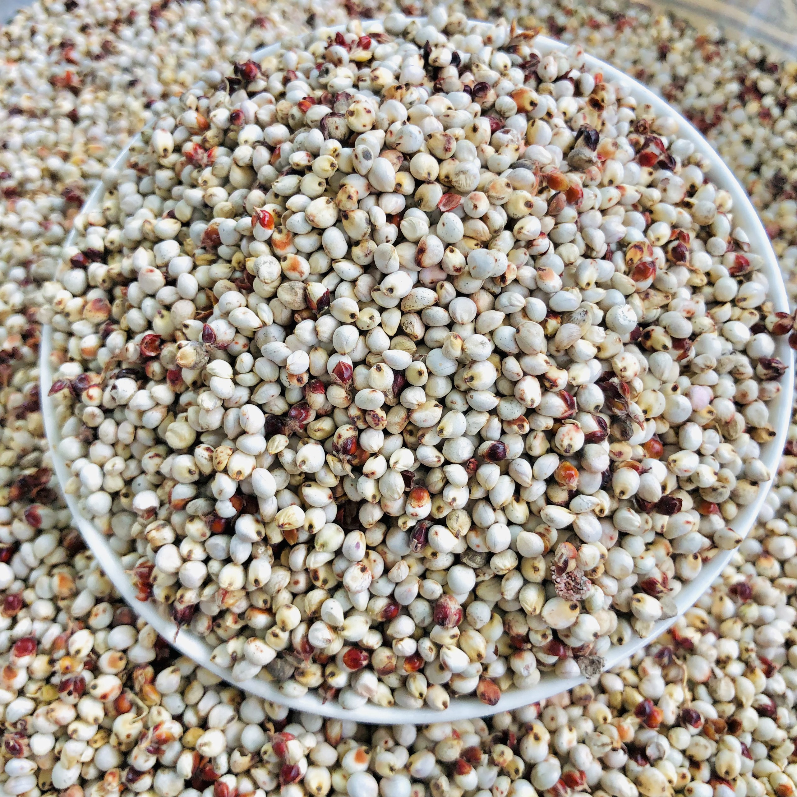 1Kg hạt Bobo trắng , Ý Dĩ ( thức ăn yêu thích của gà đá, chim cảnh )