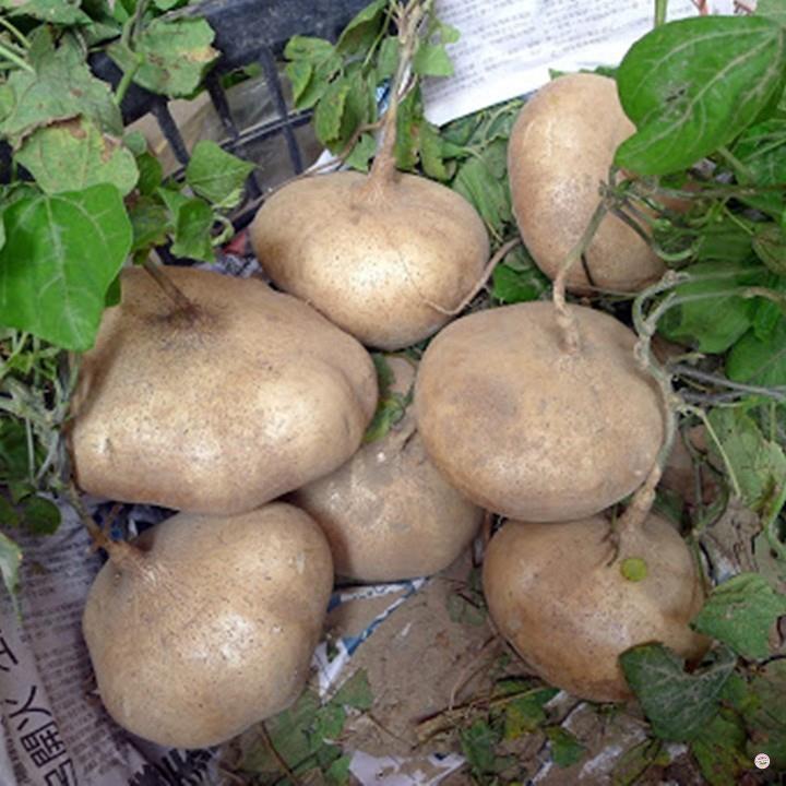 HẠT GIỐNG CỦ SẮN CỦ ĐẬU - GÓI 10 GRAM