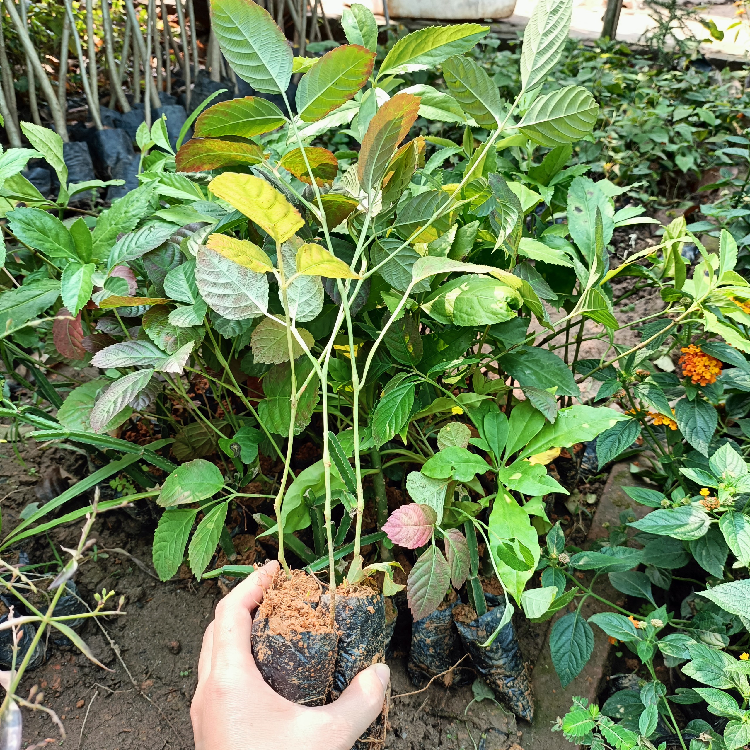 Cây giống gối hạc