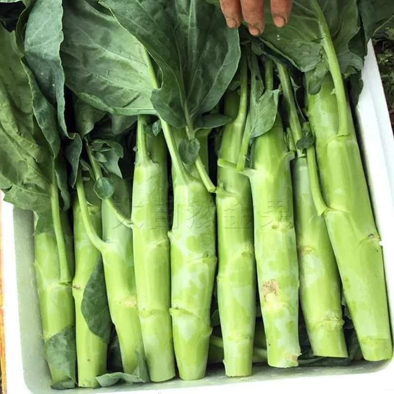 HẠT GIỐNG CẢI RỔ THÂN TO (SUMO) THÁI LAN