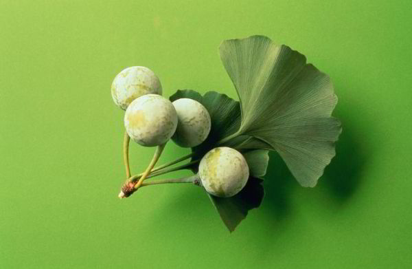 Gói 2 hạt giống Bạch quả ginkgo