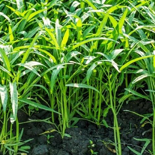 Hạt Giống Rau Muống Lá Tre  F1. Túi 50 gram - Năng Xuất Cao - Phát Triển Nhanh - Kèm Quà Tặng