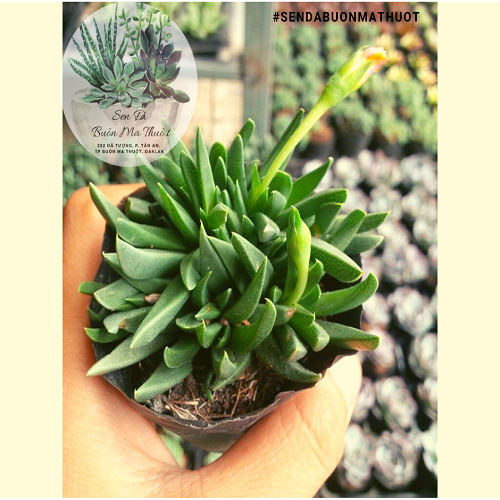 Sen đá cỏ ngọc ❤️[siêu đẹp]❤️ - Sen đá Buôn Ma Thuột - BMT Garden[SIÊU BỀN]