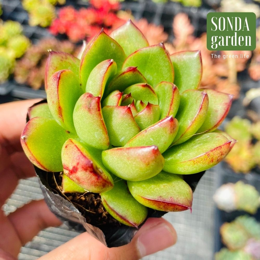 SEN ĐÁ VIỀN LỬA SIZE BÉ SIÊU KHỎE ĐẸP LỖI 1 ĐỔI 1