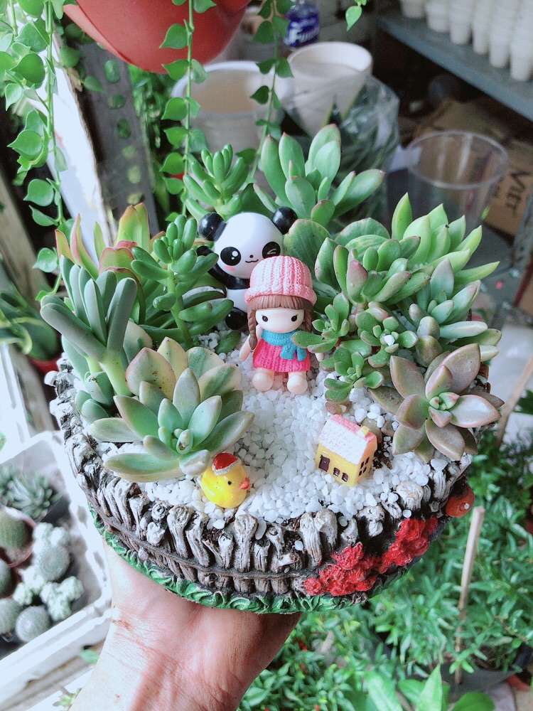 Chậu sen đá tiểu cảnh