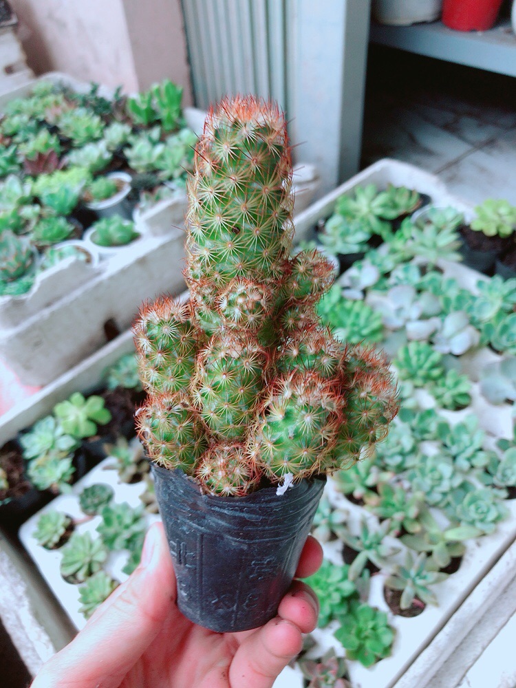 Xương rồng thạch trụ