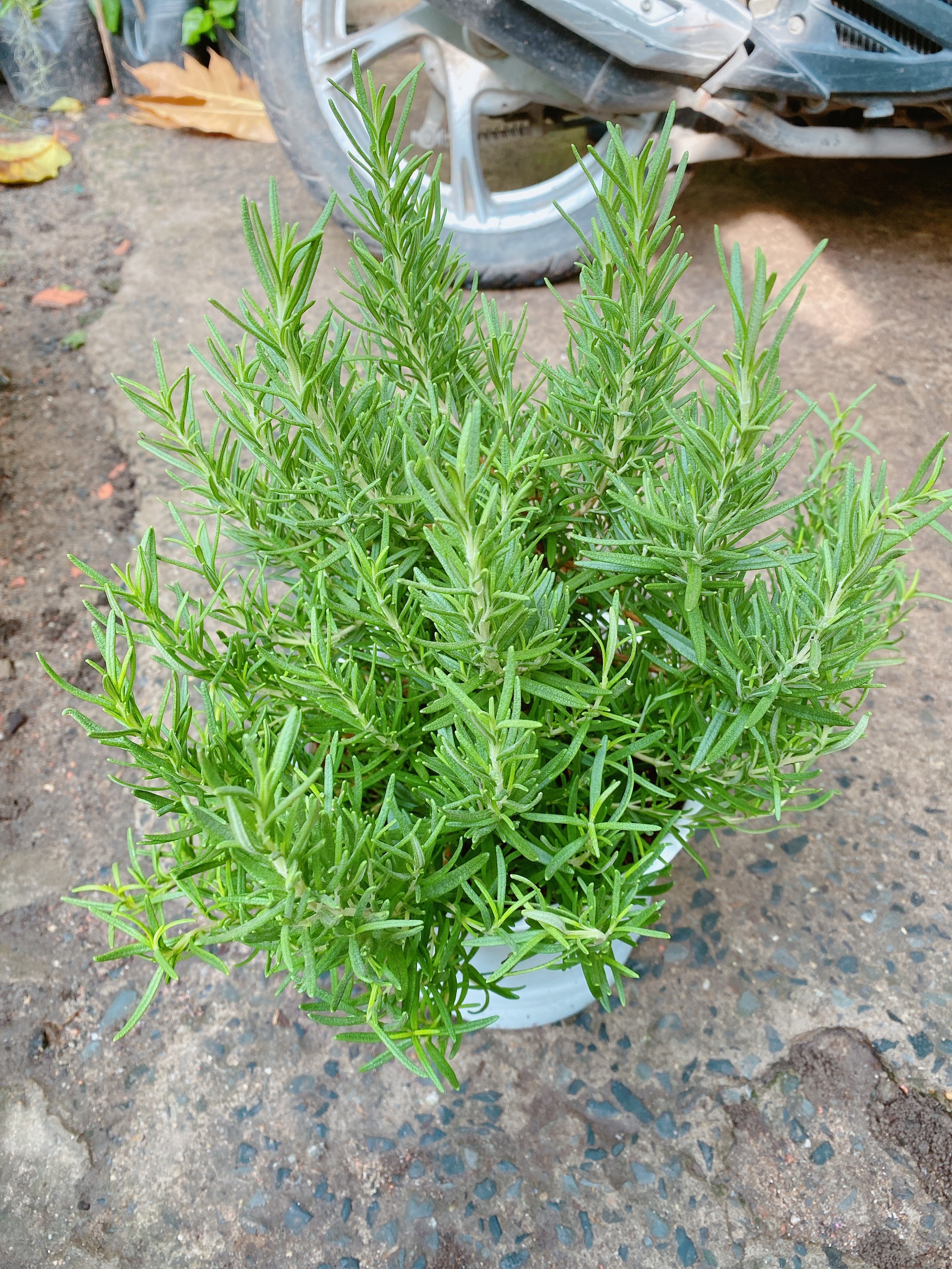 Cây Hương Thảo Size Lớn
