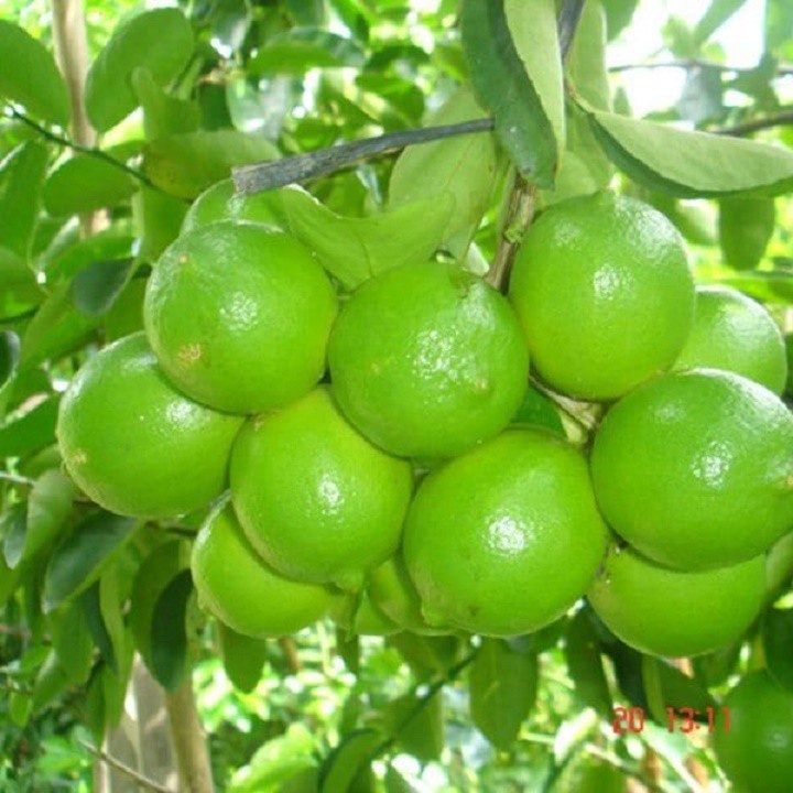 Cây giống Chanh Núm