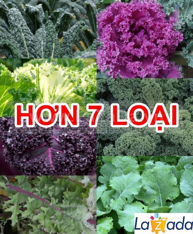 5GR 1000.HẠT Hạt Giống Cải Xoăn Kale Crazy Mix (| B19*W55)