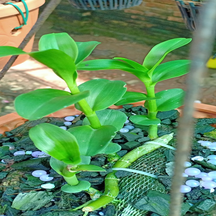 Hoa lan phi điệp - 5ct nha trang (cao 15cm,cây đẹp,bộ rẽ khỏe)
