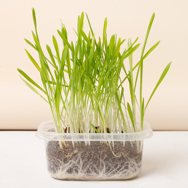 Bộ Trồng Cỏ Lúa Mì Cho Mèo