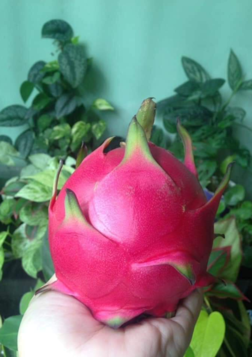 Cây giống thăng long ruột hồng búp sen.