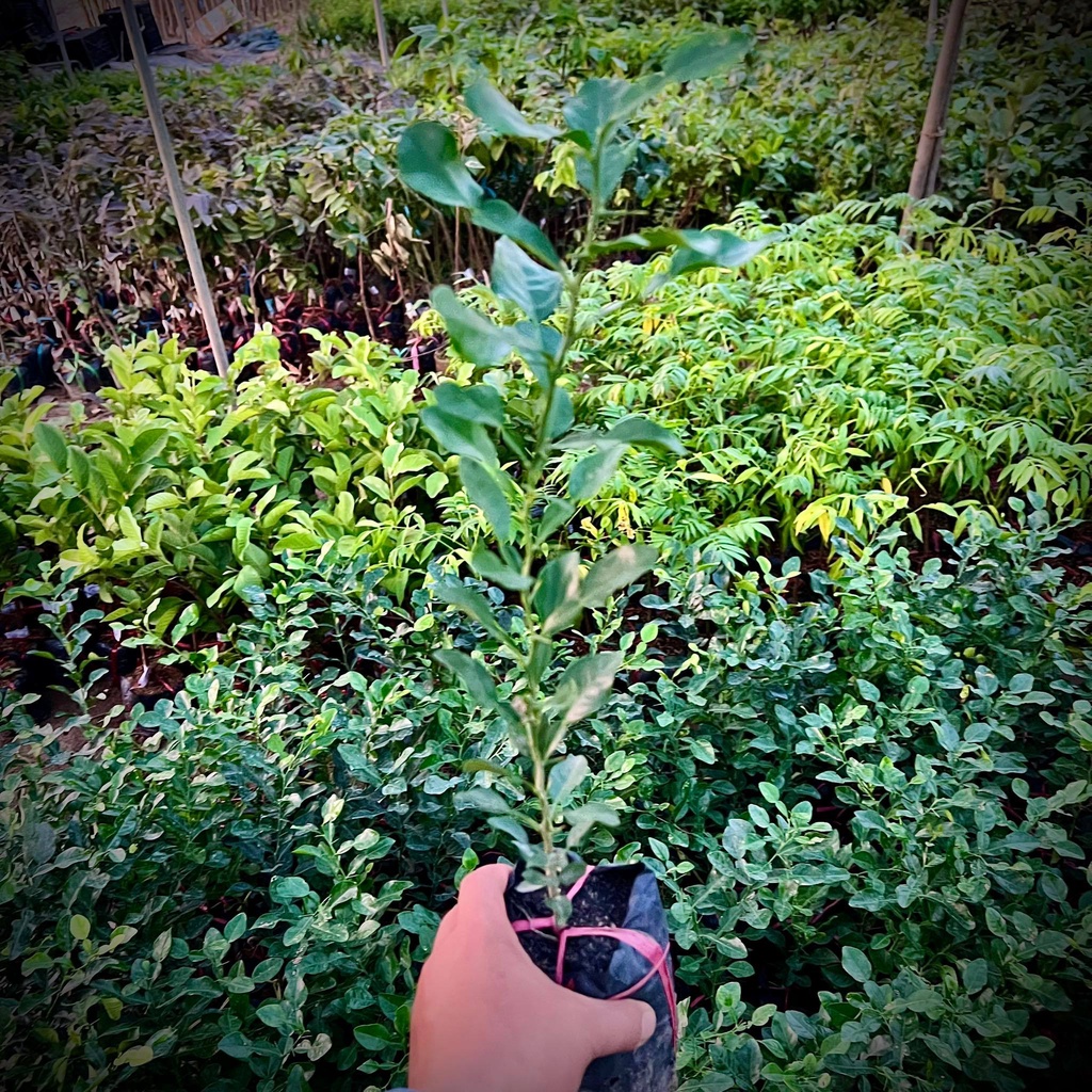 Cây chanh não người - cây chúc (Chanh thái)  cao 40 cm (Ảnh thật ).
