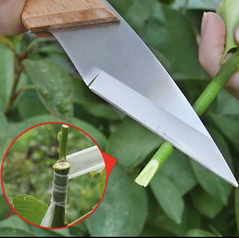 Dao ghép cành , chiết cành nhật bản , cán gỗ ,thép tốt , dao sắc, bền đẹp - Vật Tư Nông Nghiệp