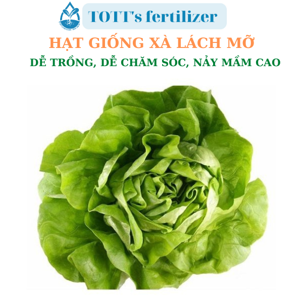 Hạt giống xà lách mỡ dễ nảy mầm dễ trồng TOTT's fertilizer